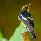 Narcissus Flycatcher ♂