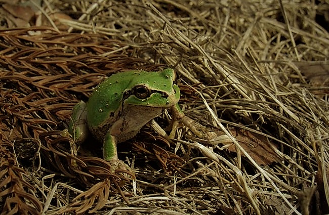 Japanese Tree Frog