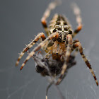 Garden Cross Spider