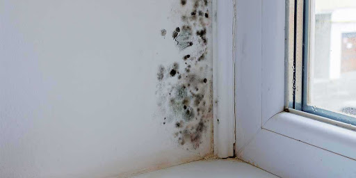 Mould Growth