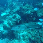 Great barracuda