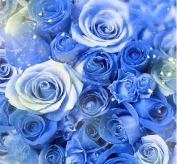 Blue Rose