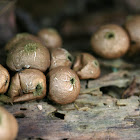 Stump Puffball