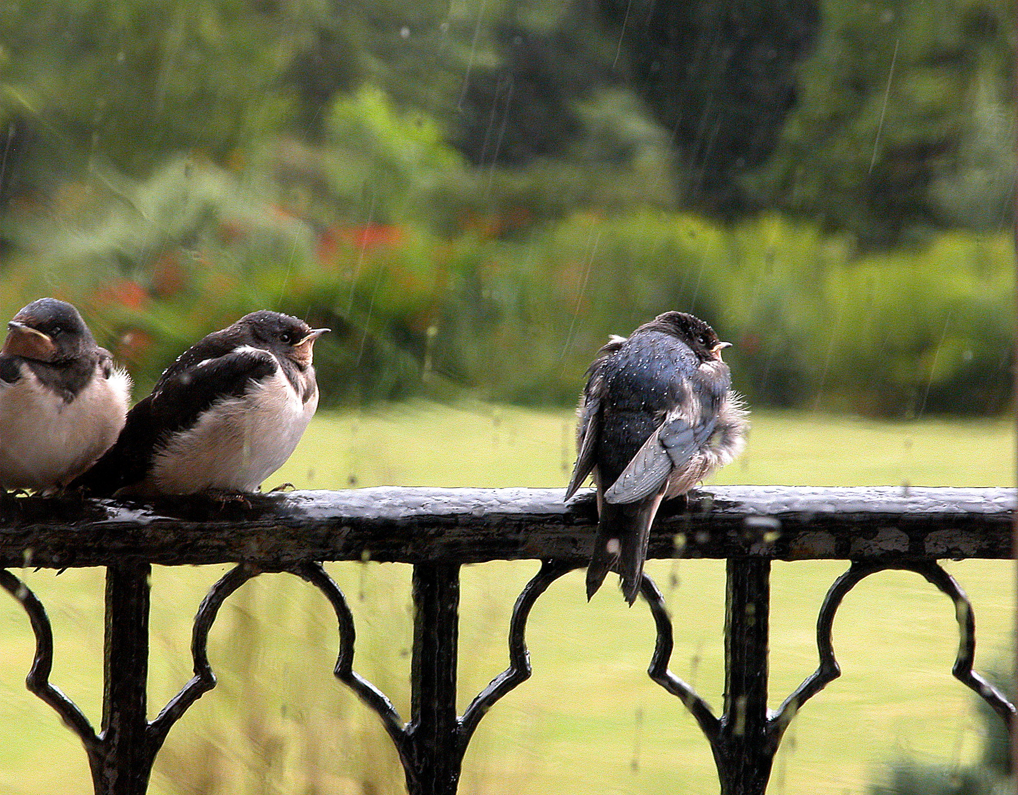 Waiting ... in the rain di danisca