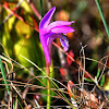 Dragon's Mouth Orchid