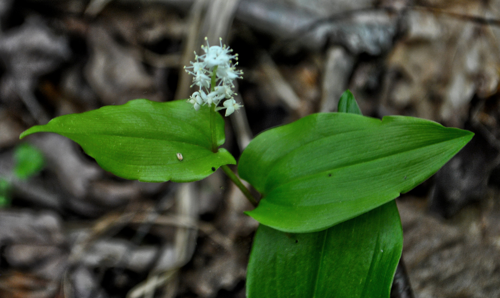 Wild Lily-of-the-Valley
