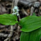 Wild Lily-of-the-Valley