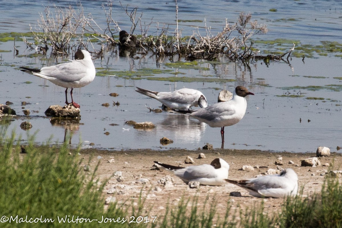 Black-headed Gull; Gaviota Reidora