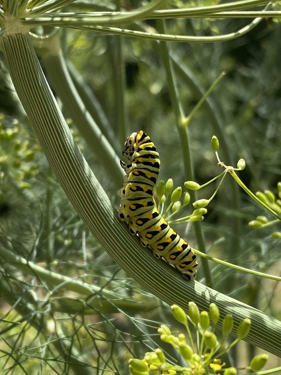 Eastern black swallowtail caterpillar