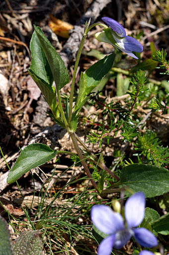 Viola lactea