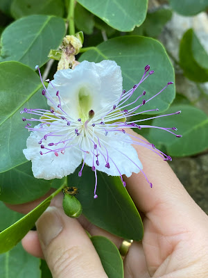 CAPPERI!!! E' PRIMAVERA! di lealvalu