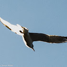 Black-headed Gull