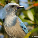 Florida Scrub Jay