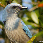 Florida Scrub Jay