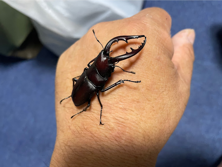 カルディナの虫取りドライブ・ミヤマクワガタ・ノコギリクワガタに関するカスタム事例の投稿画像9枚目