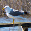 Yellow-legged Gull; Gaviota Patiamarilla