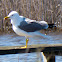 Yellow-legged Gull; Gaviota Patiamarilla