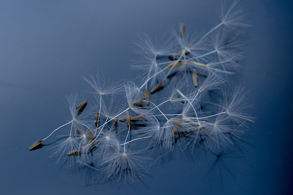 Dandelion di thomas_gutschi