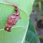 Commander Butterfly (pupa)