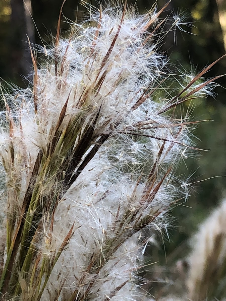 Broom Sedge