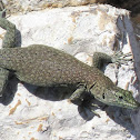 Dalmatian Rock Lizard