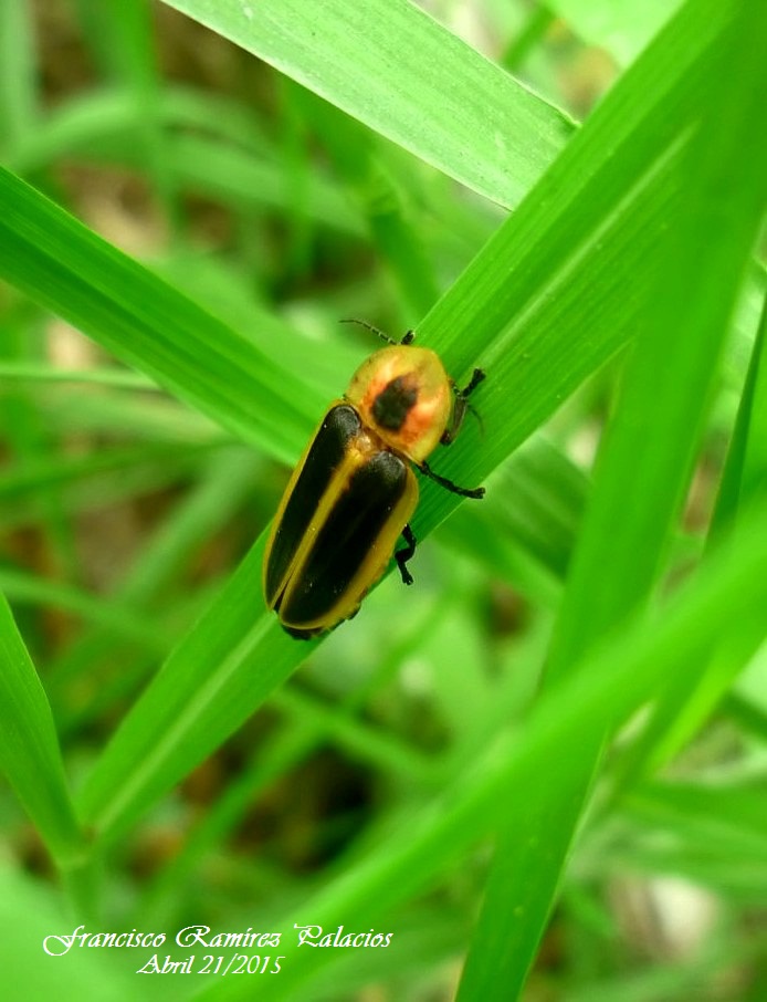 Firefly Luciferase