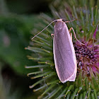 Footman moth