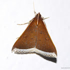 Noctuid Moth