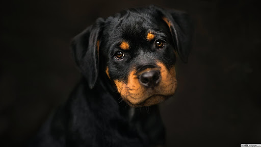 Rottweiler Dog Wallpaper HD