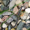 Common Garter Snake