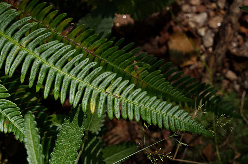 Blechnum spicant