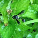 Thick-headed fly