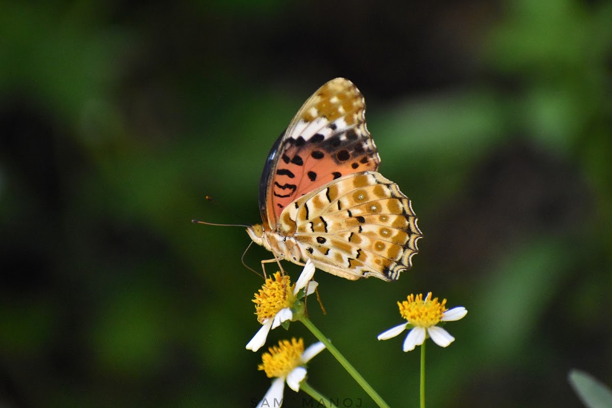 Indian Fritillary ♀