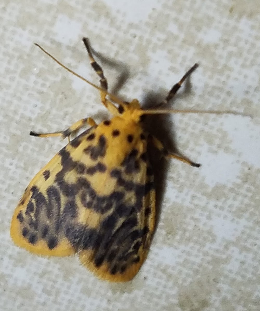 Lichen moth