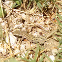 Lagartija / Wall lizard