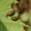 Crioceridae-larva 負泥甲蟲-幼蟲