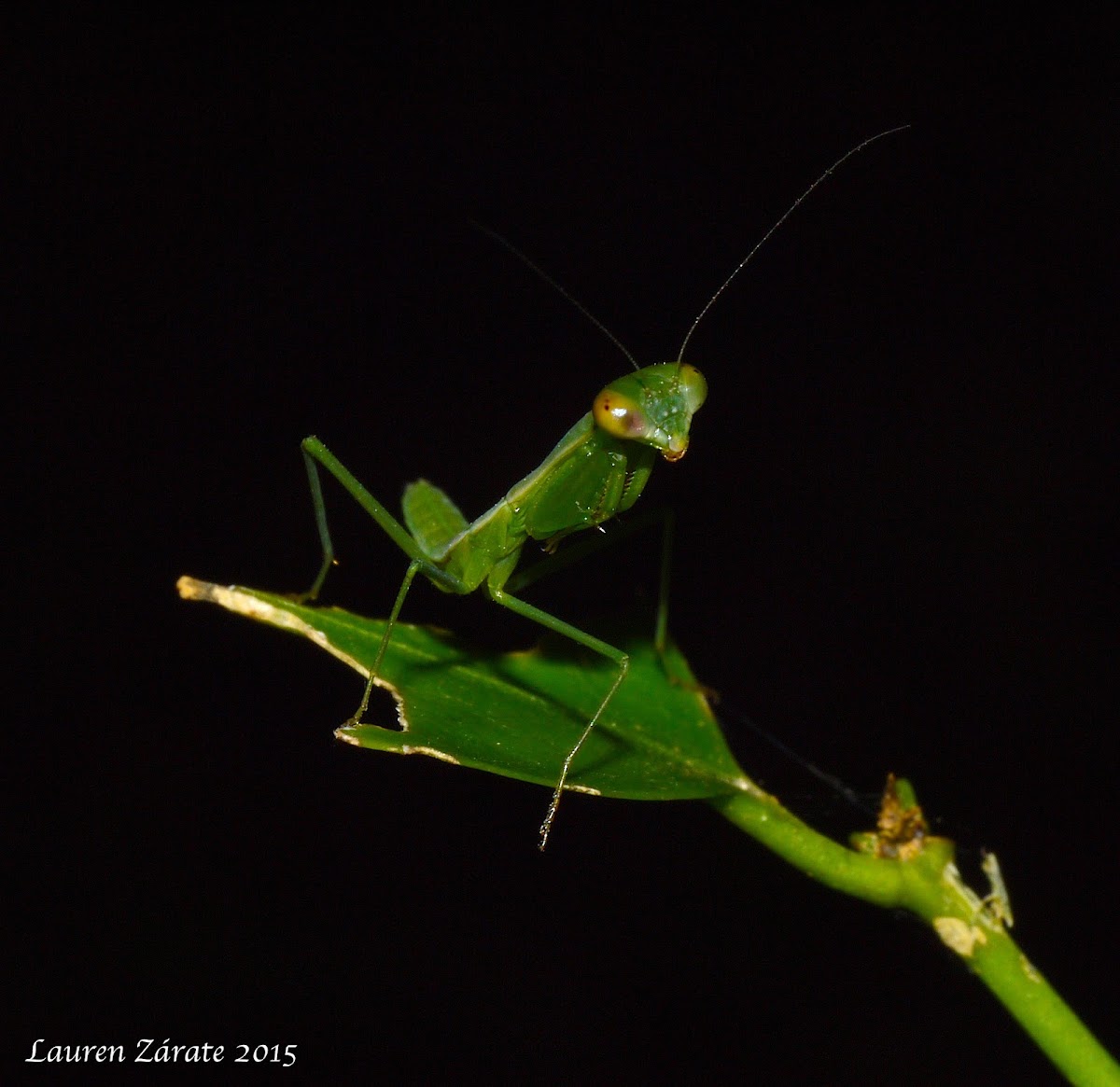 Baby Mantid