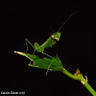 Baby Mantid