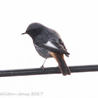 Black Redstart; Colirrojo Tizón