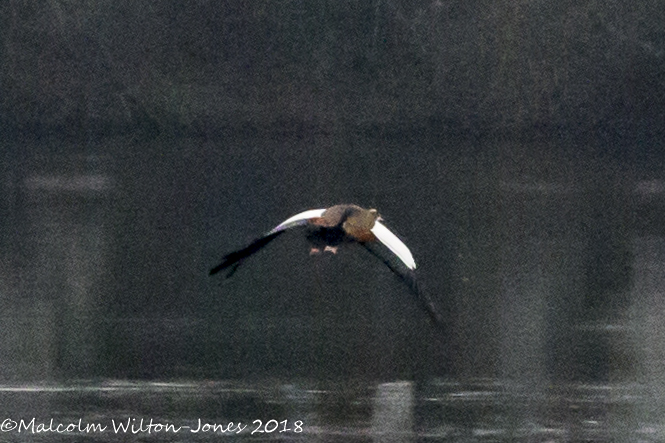 Egyptian Goose