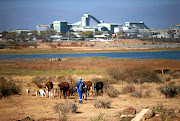 A shepherd drives a herd of cattle towards the Mogalakwena platinum mine in Mokopane, Limpopo.