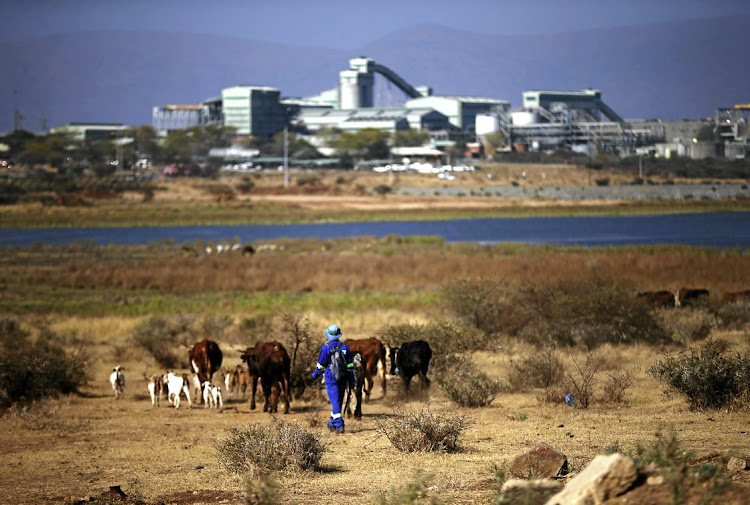 A shepherd drives a herd of cattle towards the Mogalakwena platinum mine in Mokopane, Limpopo.