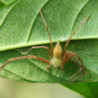 Huntsman spider