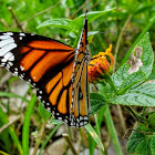 Common Tiger, Indian Monarch, Orange Tiger, Oriental Striped Tiger.