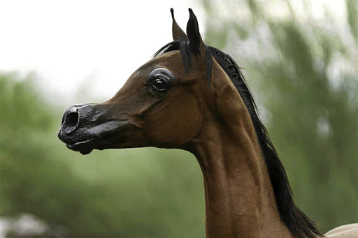 Genetic modification of horses: yay or neigh?