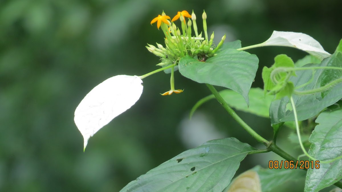 Dhobi Tree/Wild Mussaenda