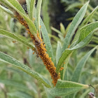 Milkweed Aphid