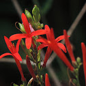 Flame Acanthus