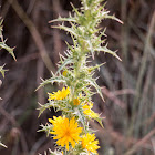 yellow thistle flower