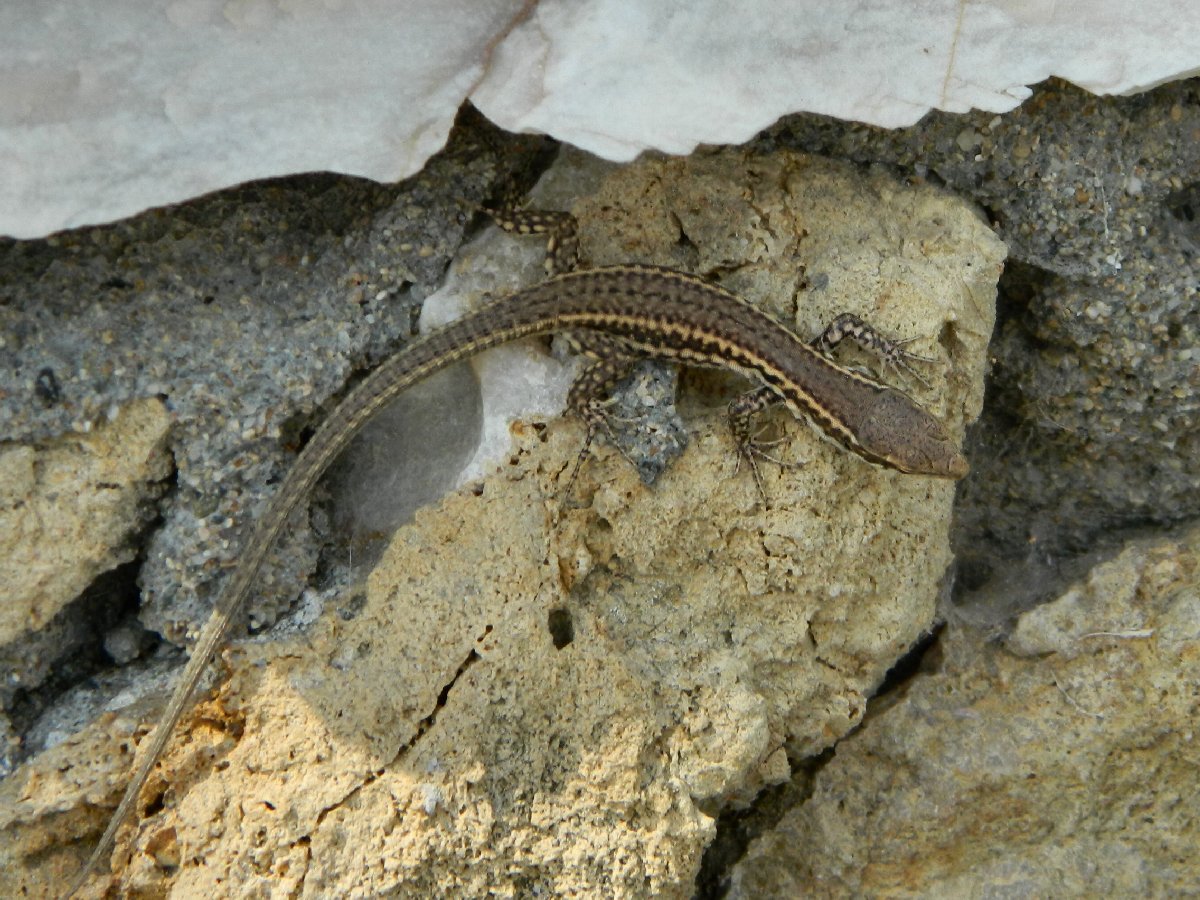 Skyros wall lizard (Σαύρα της Σκύρου)